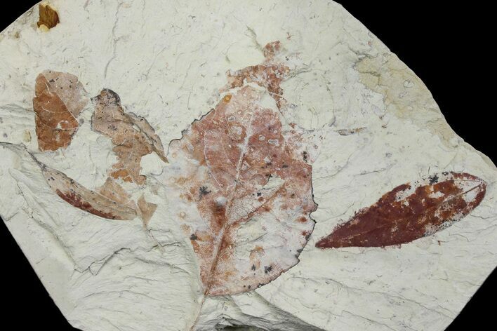 Plate Of Miocene Fossil Leaves - Augsburg, Germany #139509
